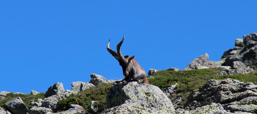 CABRA MONTES